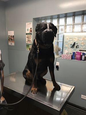 Bruno getting a check up!