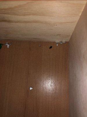 mouse droppings inside food cabinet of Cruise America RV