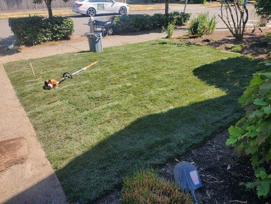 Sod installation