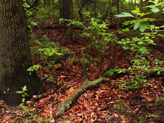 A view within Sawmill Creek Park.