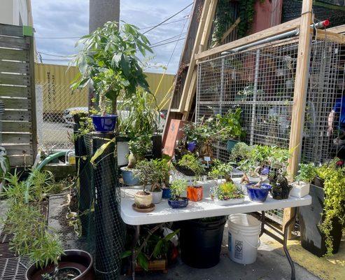 Bonsai Plant Booth~