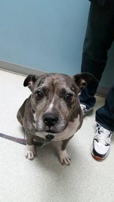 Luna, nine year old American Staffordshire terrier.