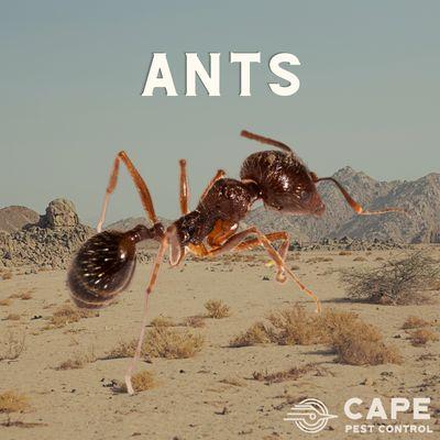 Ant Removal Services
CAPE Pest Control Services