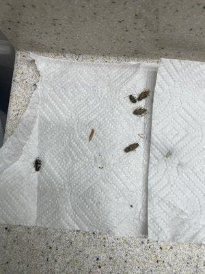 Roaches and mold