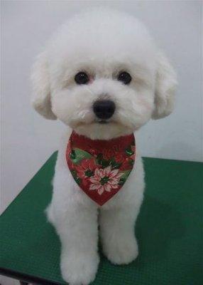 This is how he look when he was groomed at Petco in Stevens point