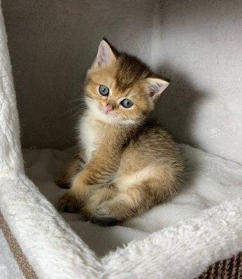 Are you looking for a beautiful Scottish fold kitten? Text or call us at 716-220-7777