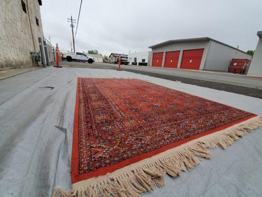 Air Dusting a beautiful oriental rug!