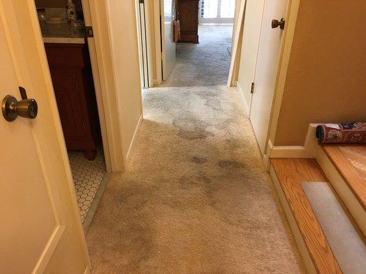 Heavily Soiled Carpet, With Urine on it.