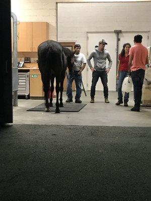 Chino Valley Equine Hospital