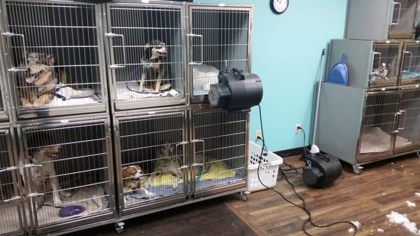 This show how much room the dogs have.  These cages are so easy to clean too! LOVE THEM!