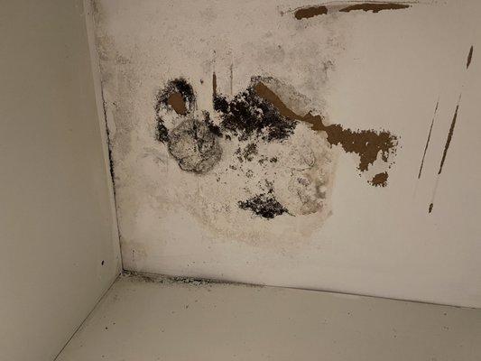 Black mold in my apartment