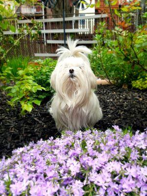 Our Maltese before grooming