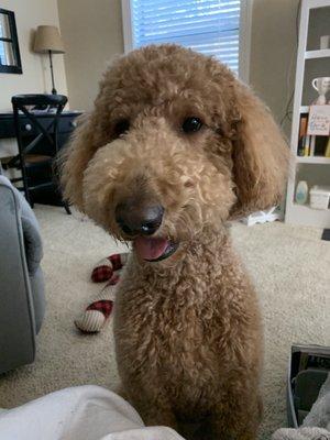 Golden doodle haircut