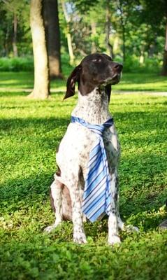 Auggie, Mascot (English Pointer)