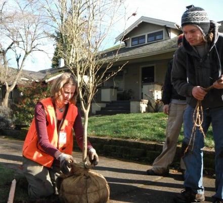 Street tree planting in Northeast Portland.