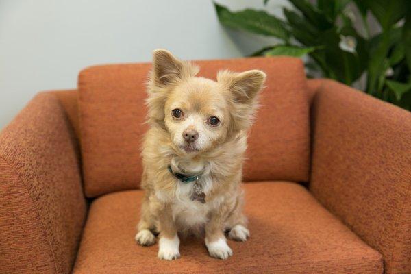 office dog, Honey Bear