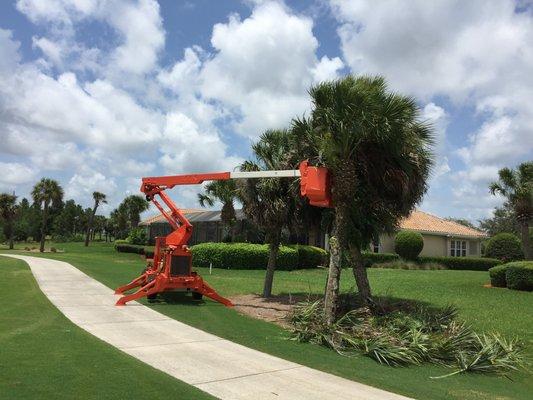 Palm Trees Trimmed at a Golf Course!