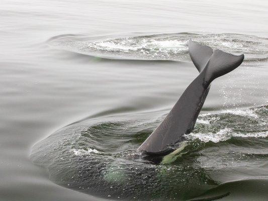 Orka whale diving near our boat. This was a color photo, but because of the heavy fog, it looks like a black and white.