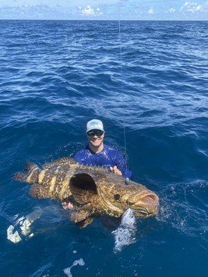 Goliath grouper