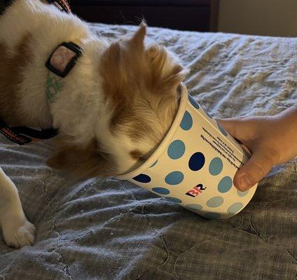 Mollie cleaning the container.