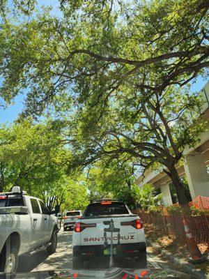 Beautiful trees lined along US 1.