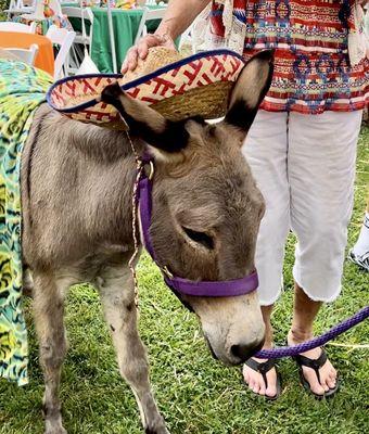 Vinny the sweetest donkey ever!