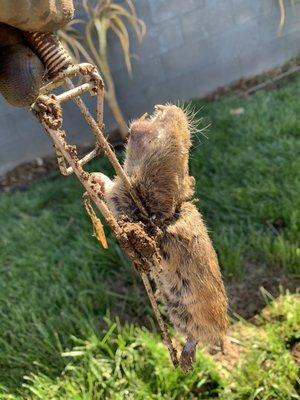 This gopher gave us a lot of trouble, but we finally caught this guy!