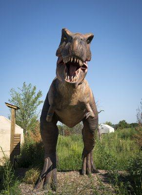 Stand next to the apex predator of the cretaceous period - The T-Rex!