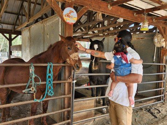 With the gentle horses