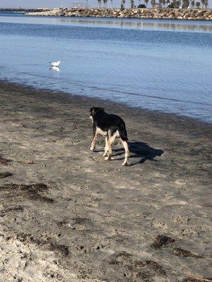 Running at dog beach !