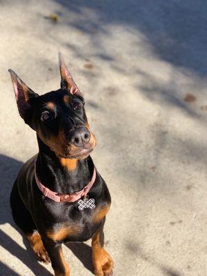 West Coast Doberman Ranch