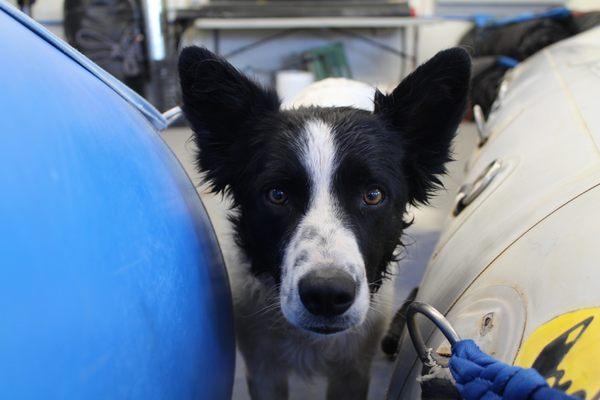 Barry, one of our warehouse dogs.