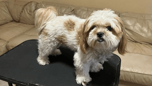 Maddy's Pup Cuts: Where Your Pup Gets the Right Cut and the Right Care!