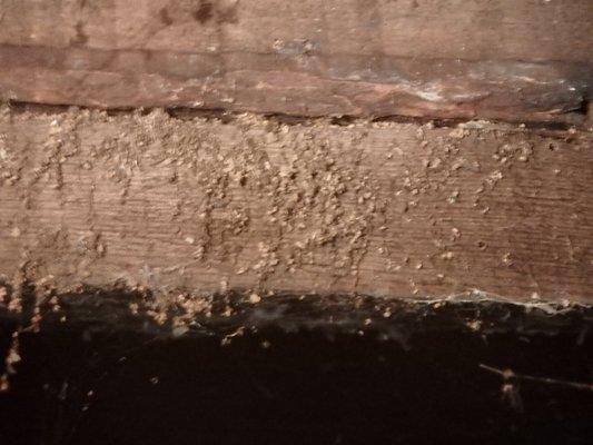 Sometimes wood destroying insects are not visible...but they leave evidence that a qualified inspector can use to identify a serious problem