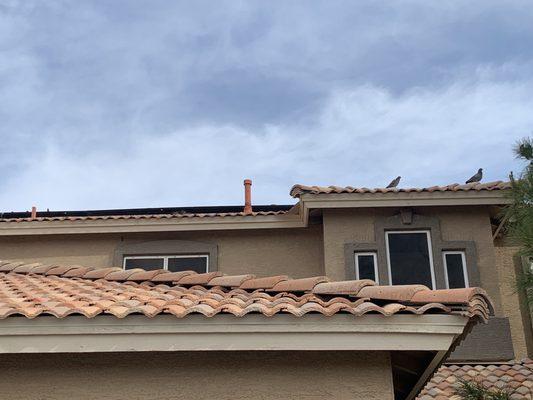 Parent pigeons trying to get to their babys sealed under the solar panels