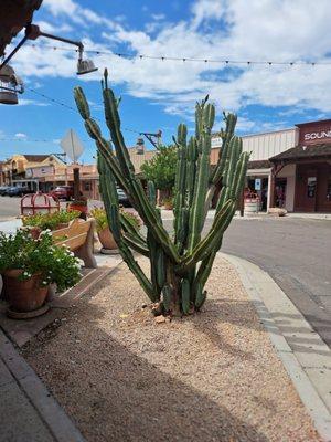 Outside cactus