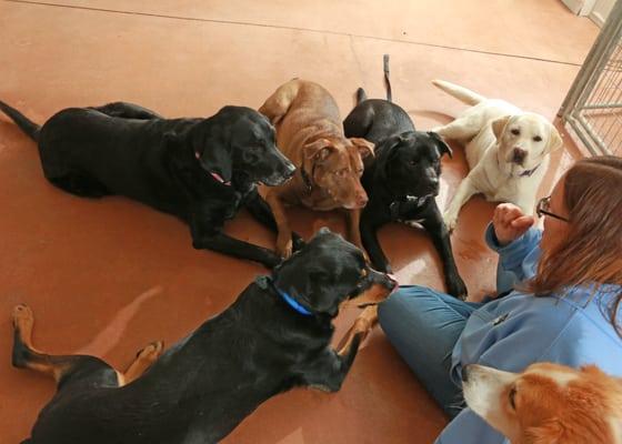 Marcy doing some training with our Doggie Daycare dogs