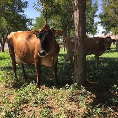 The girls, roaming in the yard.