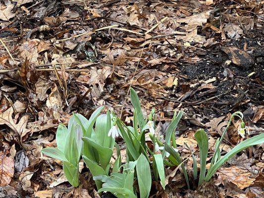 Spring has arrived to Loring Park!