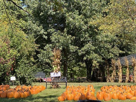 Pumpkin patch