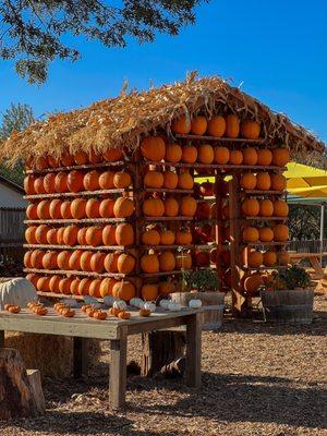 The amazing pumpkin house