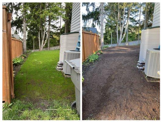 Lawn renovation. Before and after of new seed growing within 2 weeks.