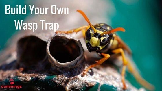 Wasp Removal Scottsdale