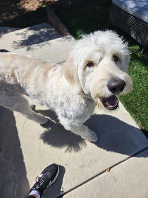 One happy dog during a Pawsitivity Pets visit.