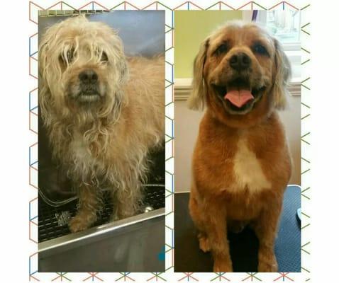 Charlie before and after his groom. He feels so much better with all that extra hair gone.