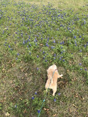 Some beautiful bluebonnets the Texas state flower in the lot next to property.