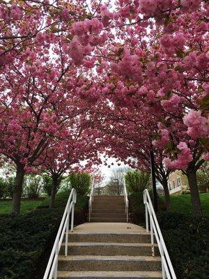 Spring blossoms near the back of campus