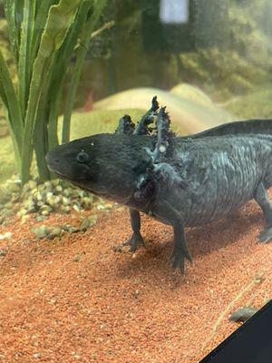 Axolotls