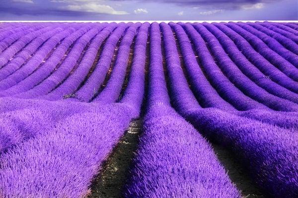 DoTerra Lavender field in France