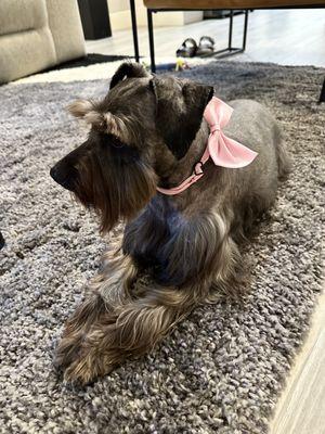 Long hair. Nicely brushed and trimmed.